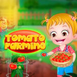 Baby Hazel Tomato Farming