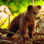 Cute Baby Bears