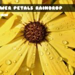 Flower Petals Raindrop Jigsaw