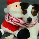 Funny Christmas Dogs