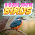 Hidden Spots – Birds